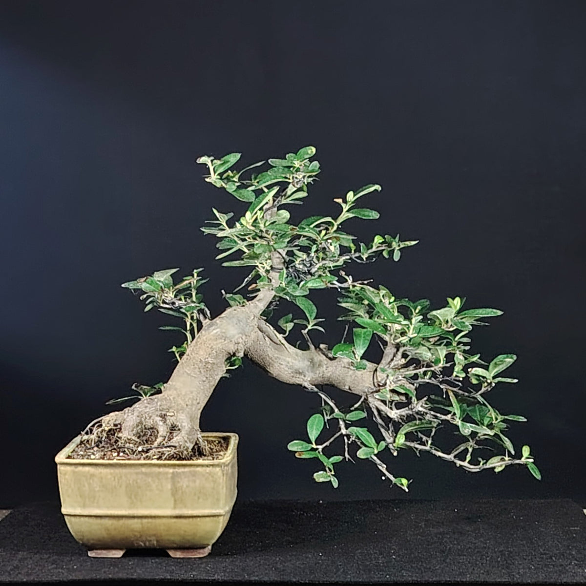 Dettaglio del tronco e della ramificazione del bonsai di Pyracantha
