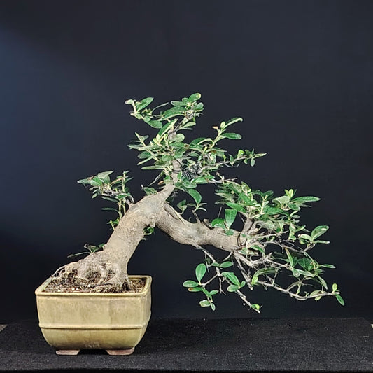 Dettaglio del tronco e della ramificazione del bonsai di Pyracantha