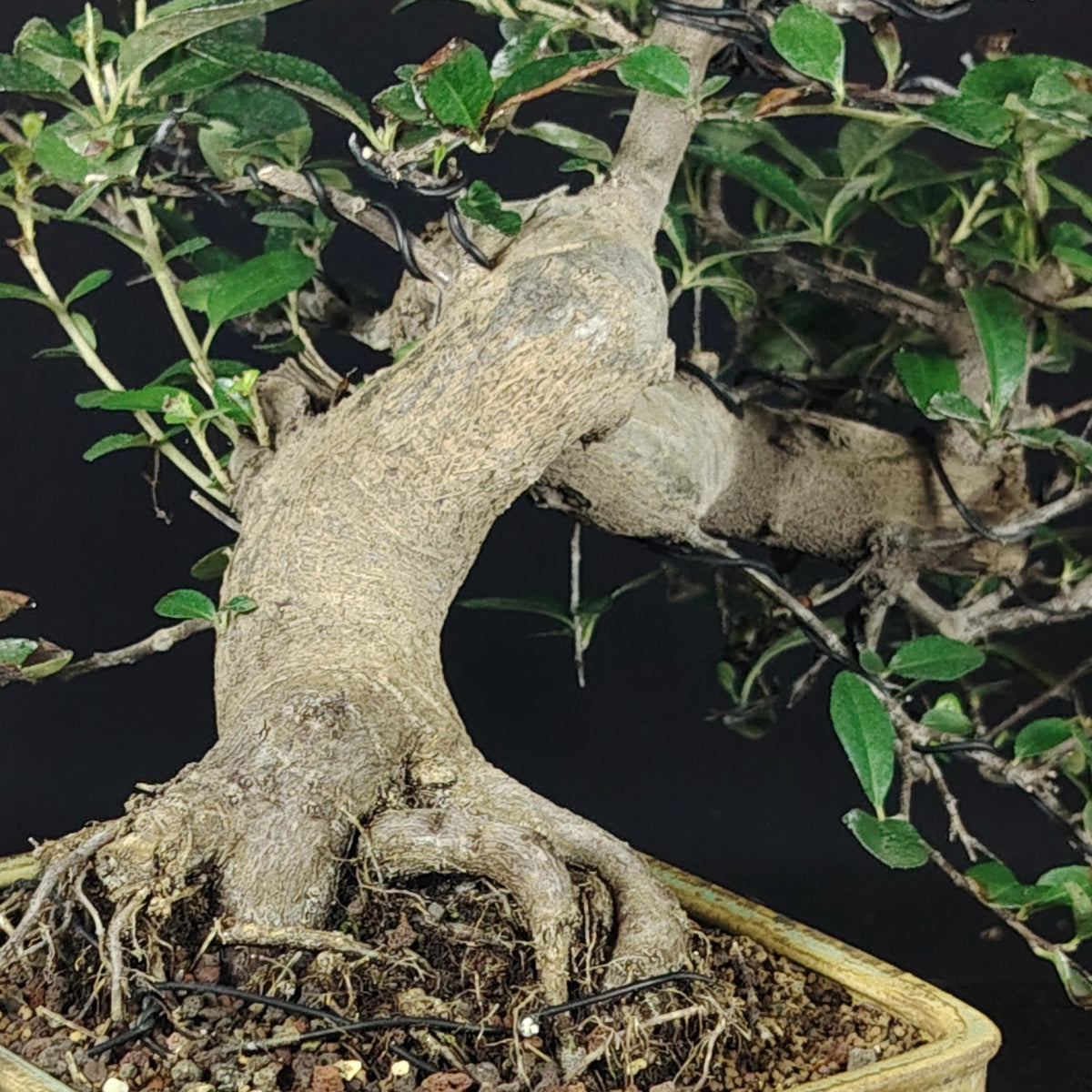 Dettaglio del nebari e del vaso del bonsai di Pyracantha