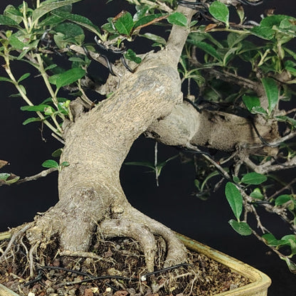 Dettaglio del nebari e del vaso del bonsai di Pyracantha