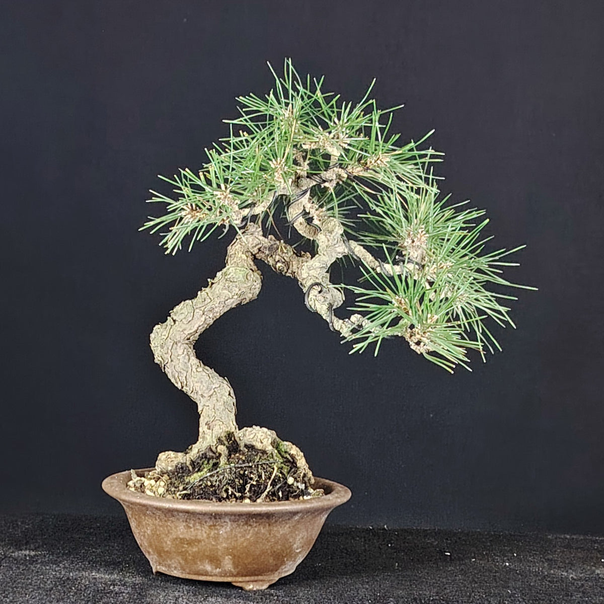 Japanese black pine bonsai, full front view