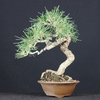 Japanese black pine bonsai, alternate side view