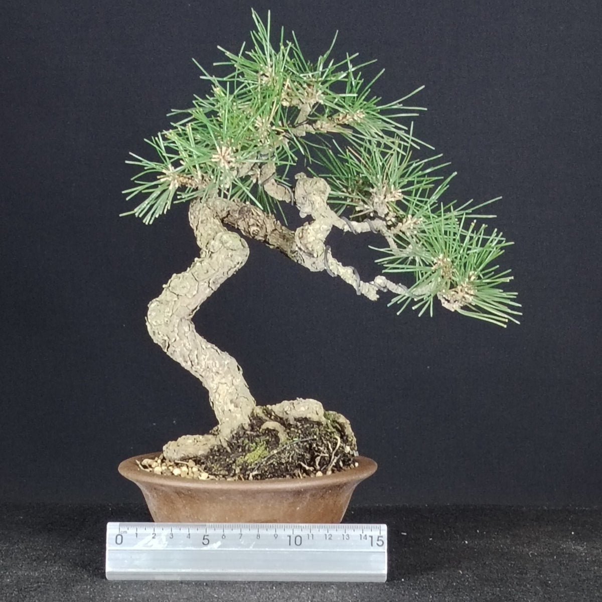 Japanese black pine bonsai with 15 cm ruler for scale