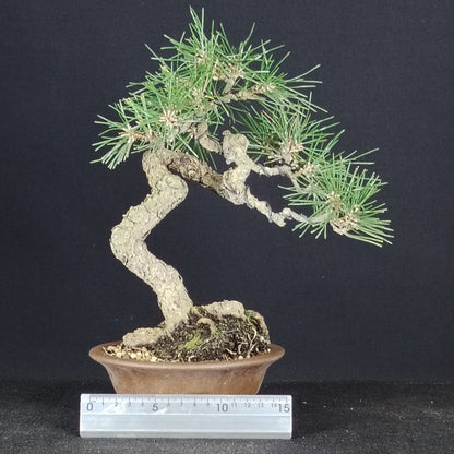 Japanese black pine bonsai with 15 cm ruler for scale