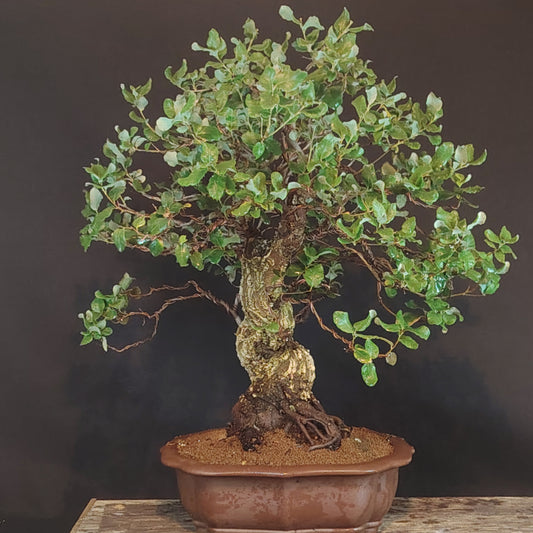 Quercus suber bonsai